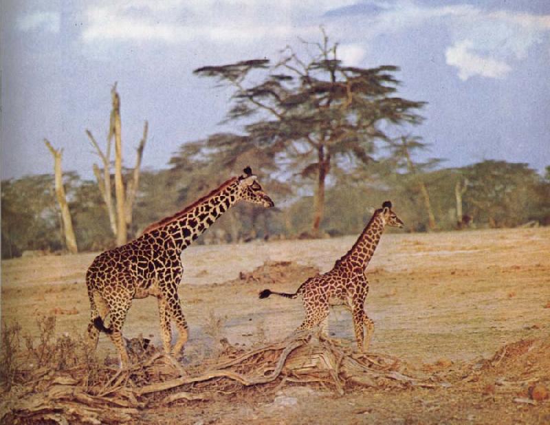 unknow artist The oppna terrangen am failing giraffe favoritmiljo Spain oil painting art